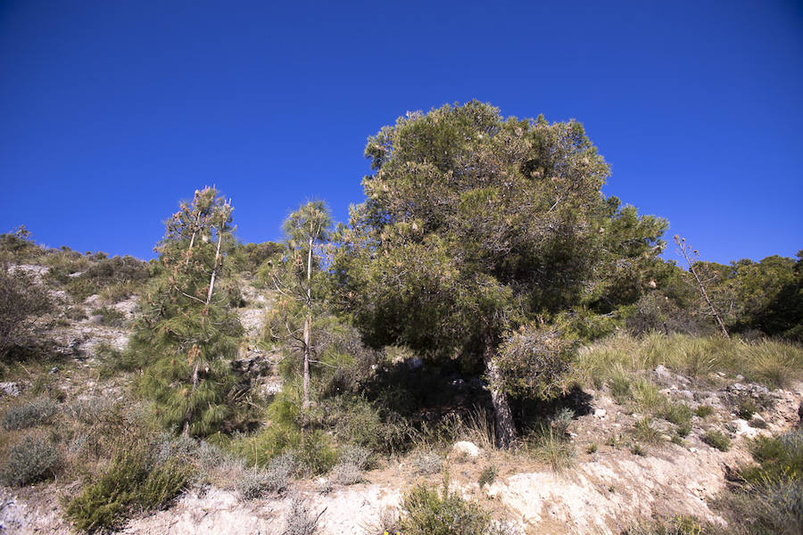 Ayuntamientos costeros como Salobreña y Motril actúan para tratar de contener el avance de esta oruga tóxica desde los pinares de los montes públicos hasta las ciudades