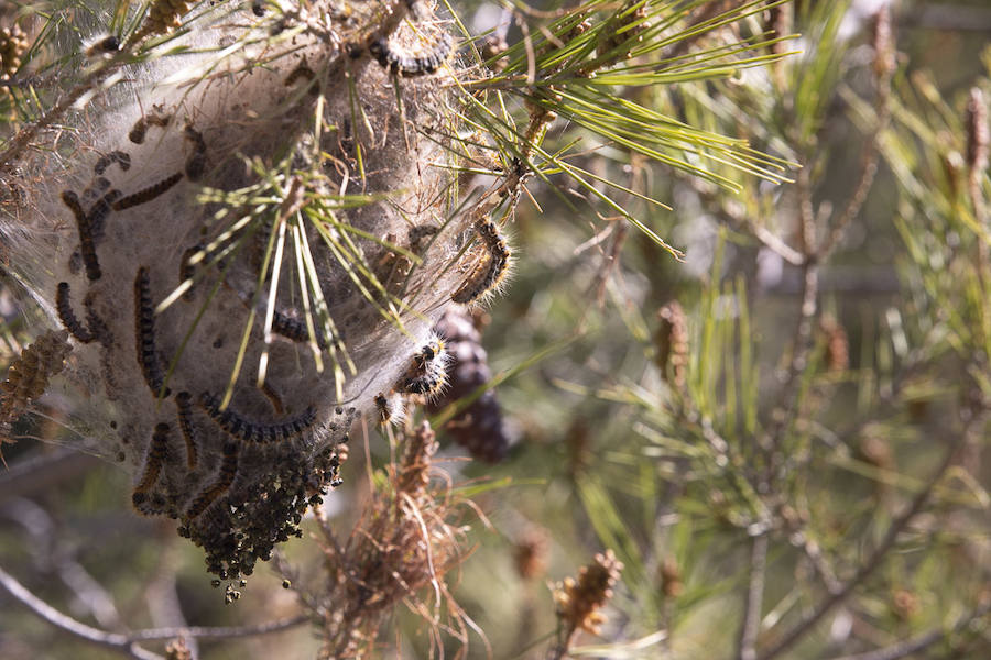 Ayuntamientos costeros como Salobreña y Motril actúan para tratar de contener el avance de esta oruga tóxica desde los pinares de los montes públicos hasta las ciudades