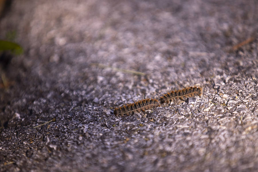 Ayuntamientos costeros como Salobreña y Motril actúan para tratar de contener el avance de esta oruga tóxica desde los pinares de los montes públicos hasta las ciudades