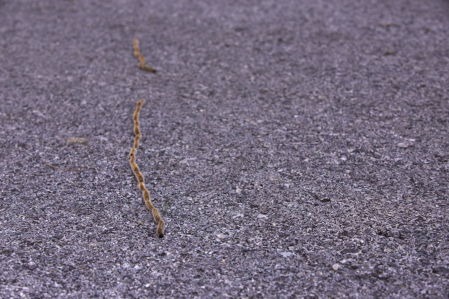 Ayuntamientos costeros como Salobreña y Motril actúan para tratar de contener el avance de esta oruga tóxica desde los pinares de los montes públicos hasta las ciudades