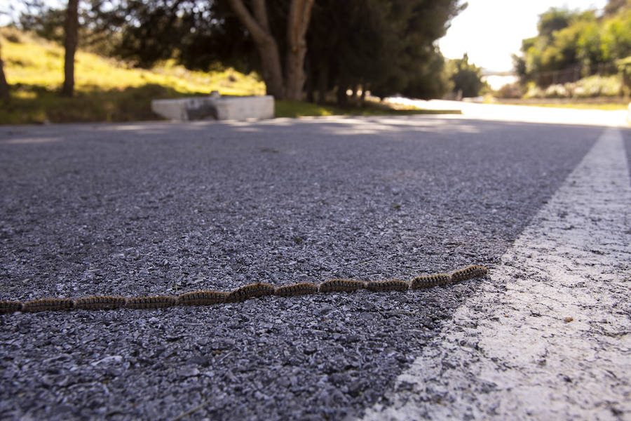 Ayuntamientos costeros como Salobreña y Motril actúan para tratar de contener el avance de esta oruga tóxica desde los pinares de los montes públicos hasta las ciudades