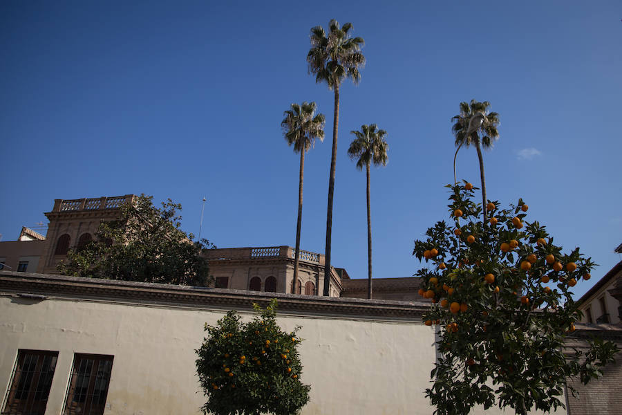 Panorámica general del Palacio de Yanguas y las cuatro palmeras casi centenarias desde la plaza de la Trinidad.