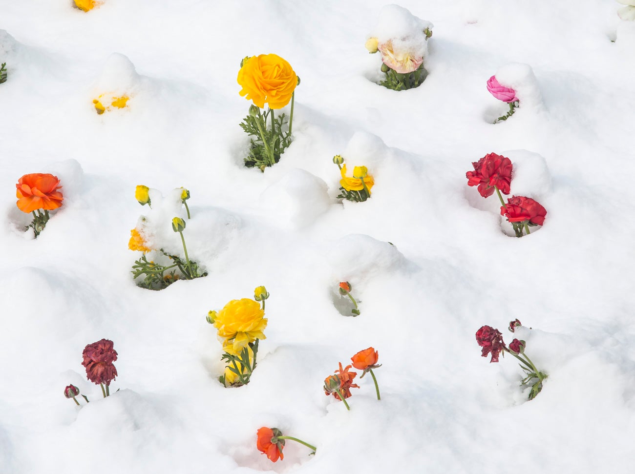 Las nevadas sobre Granada han dejado siempre unas estampas de espectacualr belleza. Recogemos ahora una serie de fotografías de incuestionable valor.