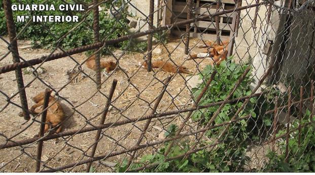 Denunciado 60 veces un vecino de Cazorla por maltrato animal