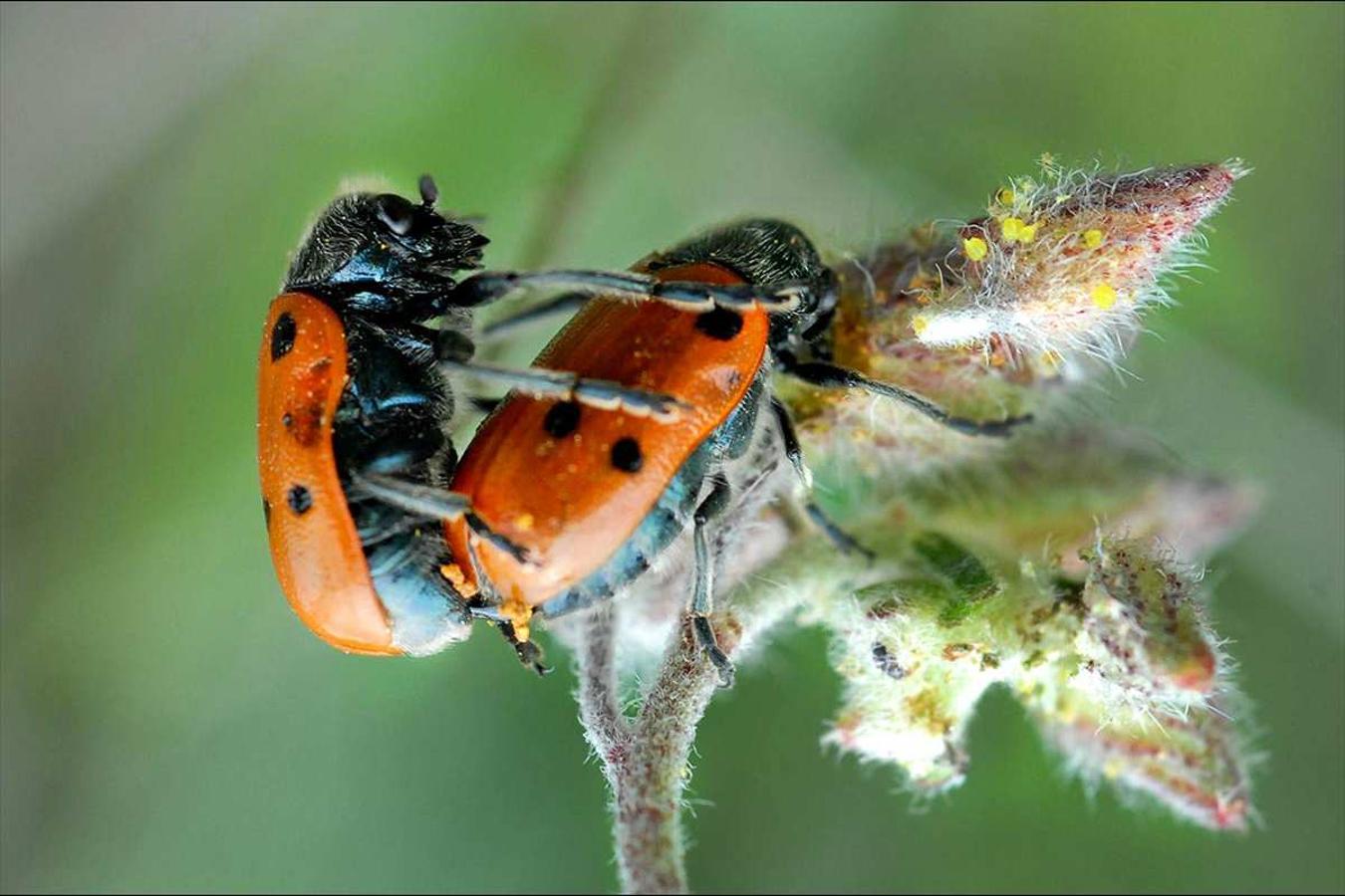 El final del invierno es tiempo para la reproducción en los espacios naturales del sureste andaluz. Las especies aprovechan la temperatura primaveral para adelantar sus cortejos. Cópula de Lachnaia