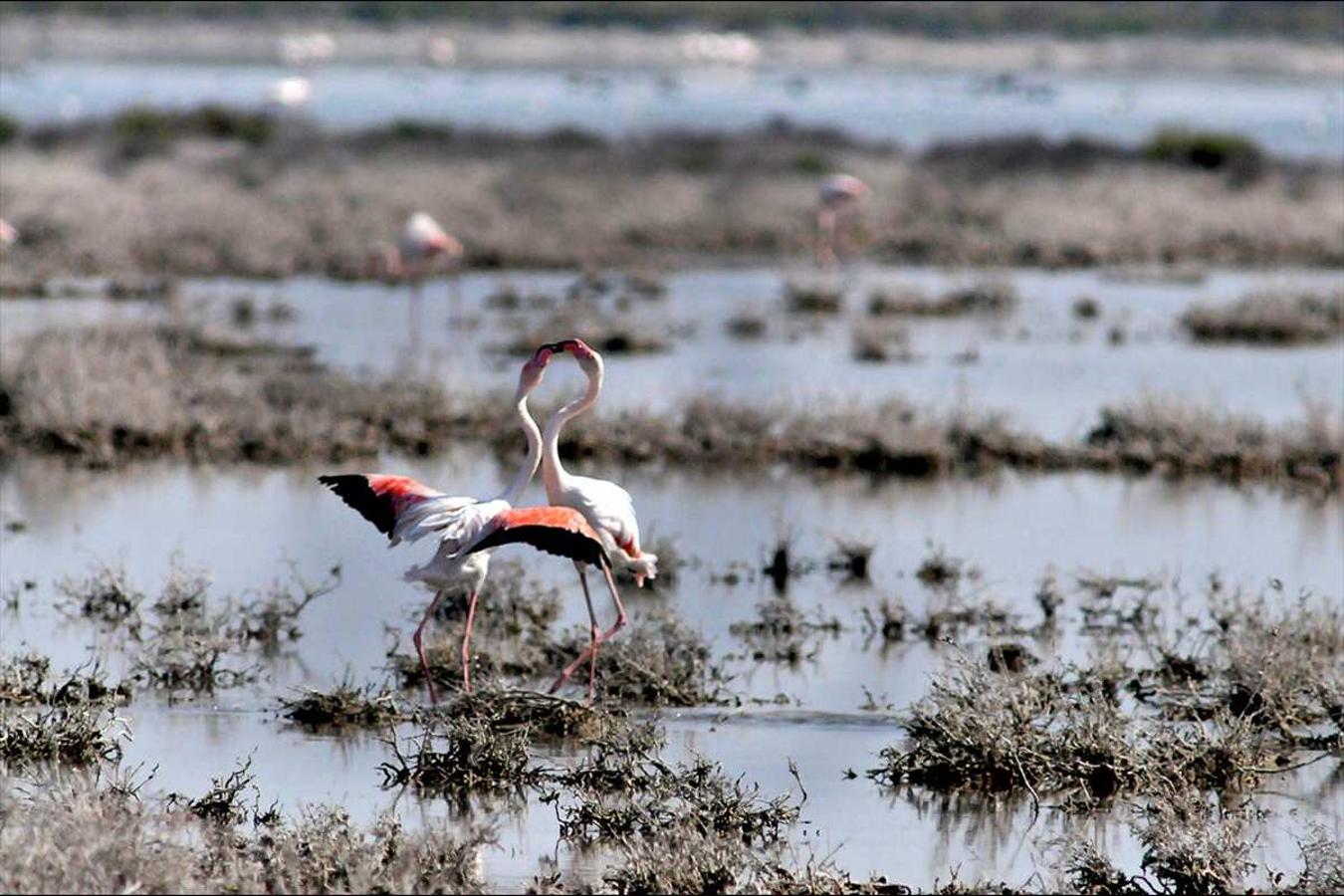 El final del invierno es tiempo para la reproducción en los espacios naturales del sureste andaluz. Las especies aprovechan la temperatura primaveral para adelantar sus cortejos. Cortejo de flamencos en Punta Entinas, Almería.