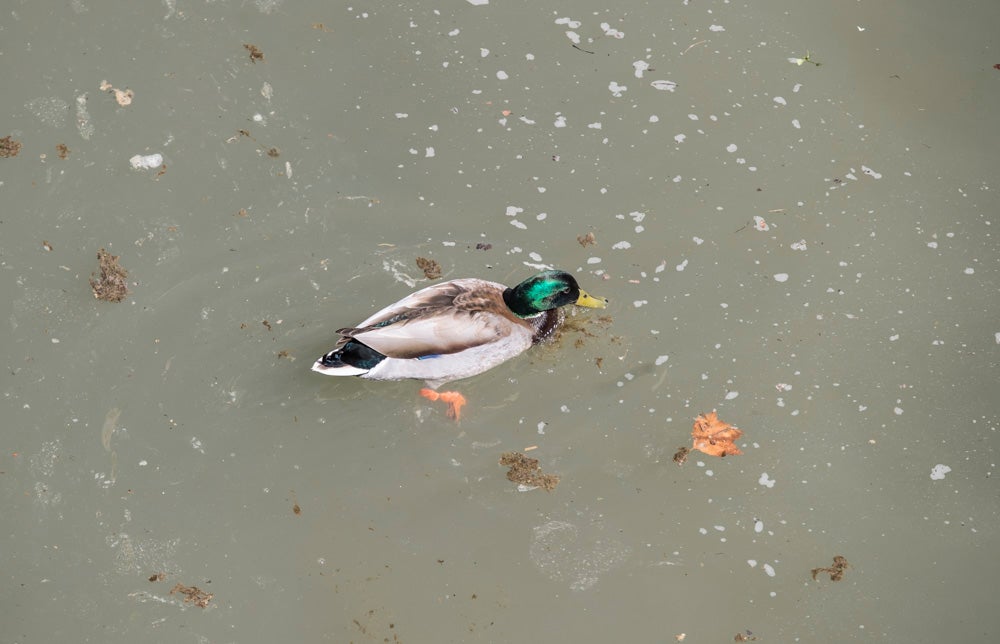 El Ayuntamiento de Granada ha invertido 145.000 euros en la limpieza del río, del que se han sacado veinte toneladas de basura, entre las que incluye bicicletas y colchones.