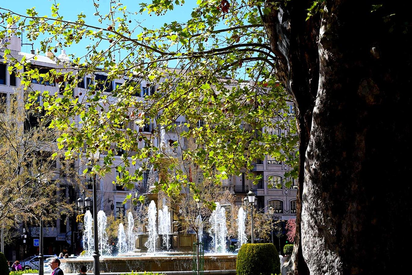 LOS PLÁTANOS DEL CAMPILLOEn los espacios naturales, bosques, jardines y parterres, la bonanza climática adelanta la primavera. La flora muestra ya sus primeros brotes.