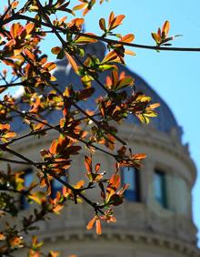 Imagen secundaria 2 - Brotes de almez / Los Ginkgo bilova del Jardín Botánico ya tienen brotes / El granado de Puerta Real ya muestra sus hojas rojas 