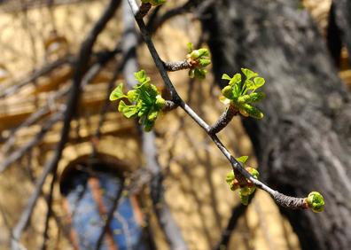 Imagen secundaria 1 - Brotes de almez / Los Ginkgo bilova del Jardín Botánico ya tienen brotes / El granado de Puerta Real ya muestra sus hojas rojas 