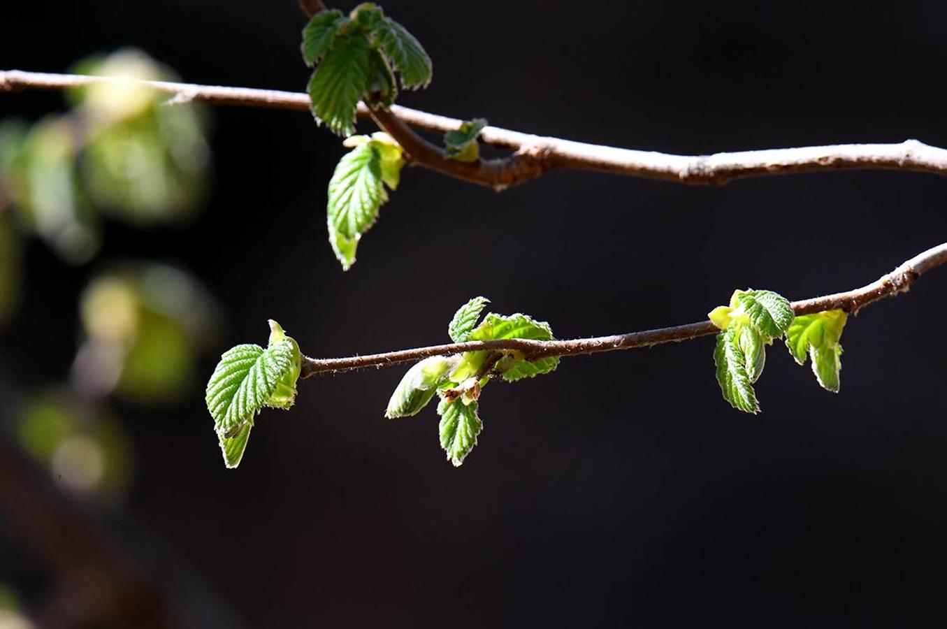 BROTES DE AVELLANO En los espacios naturales, bosques, jardines y parterres, la bonanza climática adelanta la primavera. La flora muestra ya sus primeros brotes.