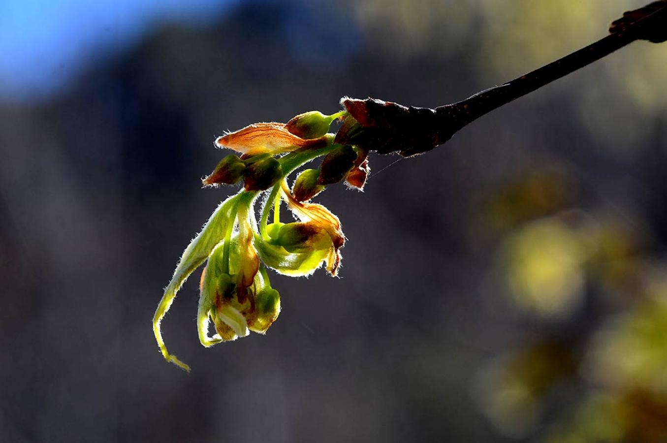 BROTES DE HOJAS DE ALMEZ En los espacios naturales, bosques, jardines y parterres, la bonanza climática adelanta la primavera. La flora muestra ya sus primeros brotes.
