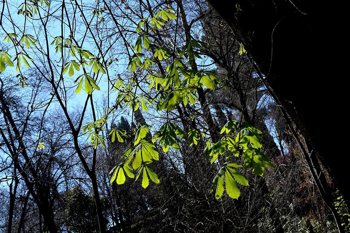 EL BOSQUE DE LA ALHAMBRA TORNA AL VERDE En los espacios naturales, bosques, jardines y parterres, la bonanza climática adelanta la primavera. La flora muestra ya sus primeros brotes.