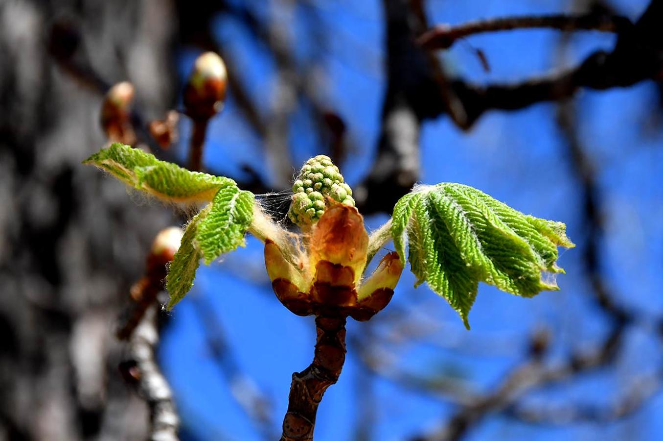 BROTES DE CASTAÑO DE INDIAS EN LA ALHAMBRA En los espacios naturales, bosques, jardines y parterres, la bonanza climática adelanta la primavera. La flora muestra ya sus primeros brotes.