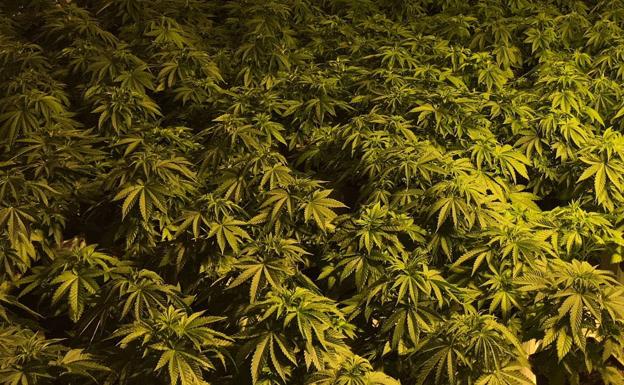 Una detenida en la capital tras incautarle unas 91 plantas de marihuana en una vivienda