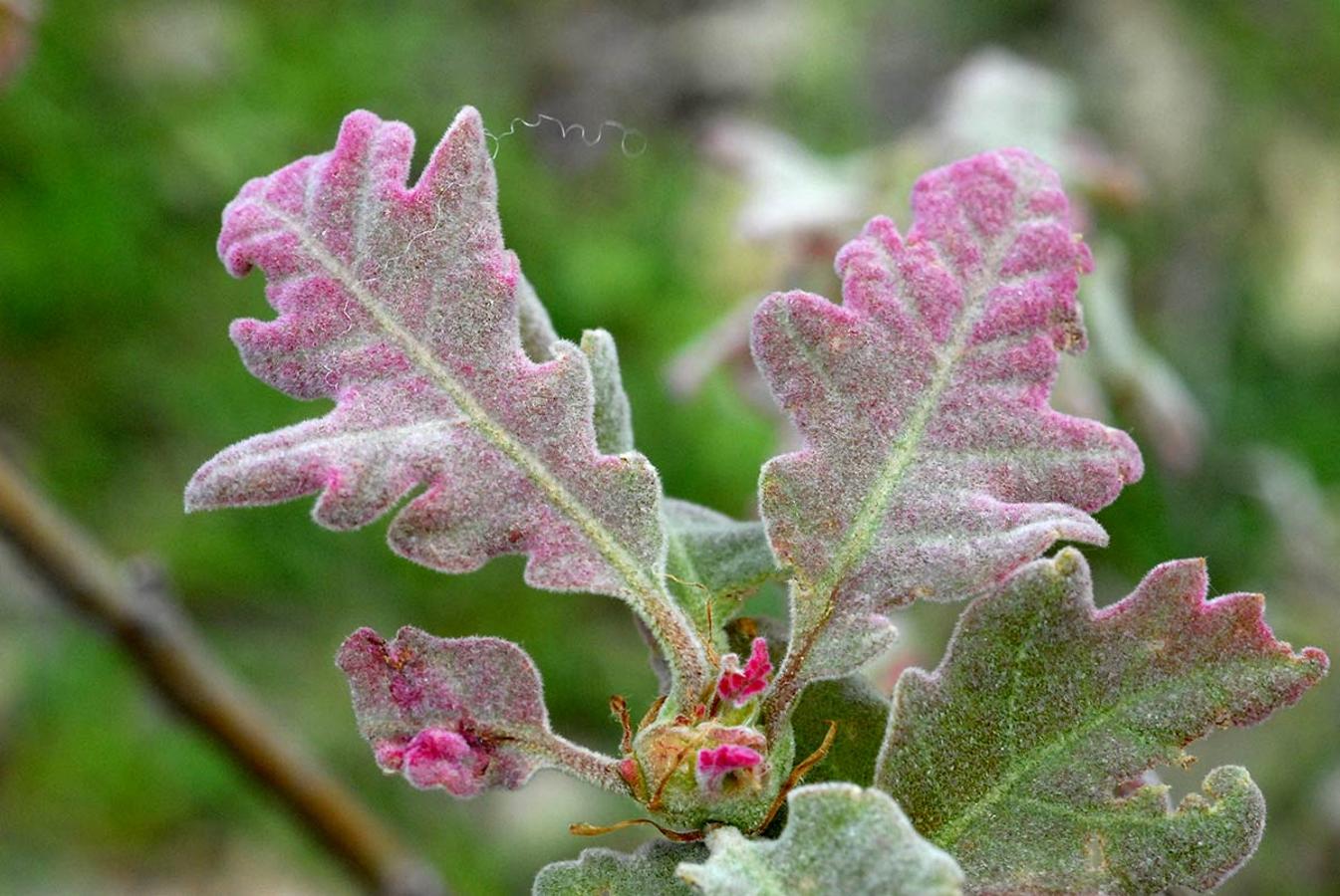 HOJAS NUEVAS DE ROBLE MELOJO En los espacios naturales, bosques, jardines y parterres, la bonanza climática adelanta la primavera. La flora muestra ya sus primeros brotes.