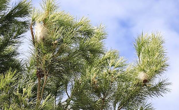 Imagen principal - Anillan el bosque de la Alhambra para controlar la expansión de la procesionaria