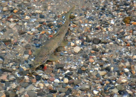 Trucha común, especie amenazada, solo se puede pescar sin muerte