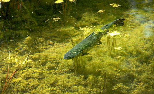 Trucha arco iris, puede ser pescada y capturada