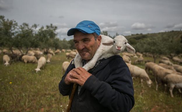 Francisco con Romero, el cordero que nació en la Dehesa del Generalife, en una foto de archivo.