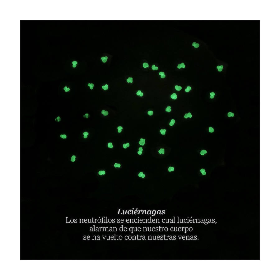 Una analista clínica y fotógrafa granadina recrea el impresionante universo de las muestras de laboratorio.  Lee el reportaje aquí