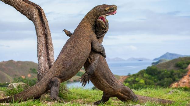 Dos dragones adultos se pelean en la isla indonesia de Komodo, único lugar del mundo donde habitan estos lagartos de dimensiones excepcionales. :: r. c.