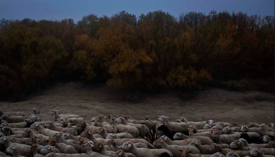 Algunas de las imágenes de Susana Girón sobre la migración del ganado en el altiplano de Granada. Puede  leer el reportaje completo aquí