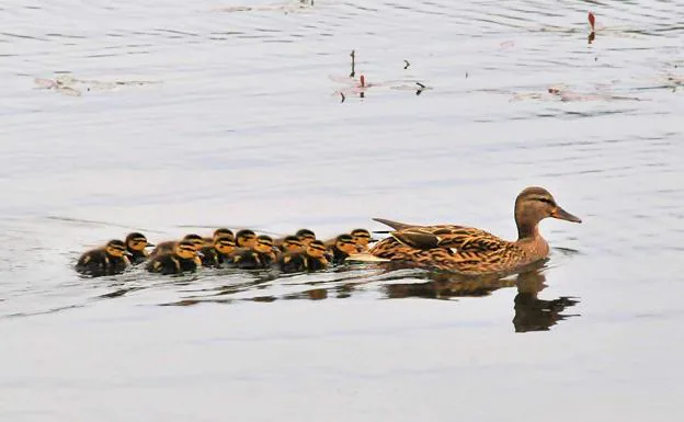 Una hembra de ánade real con sus polluelos 