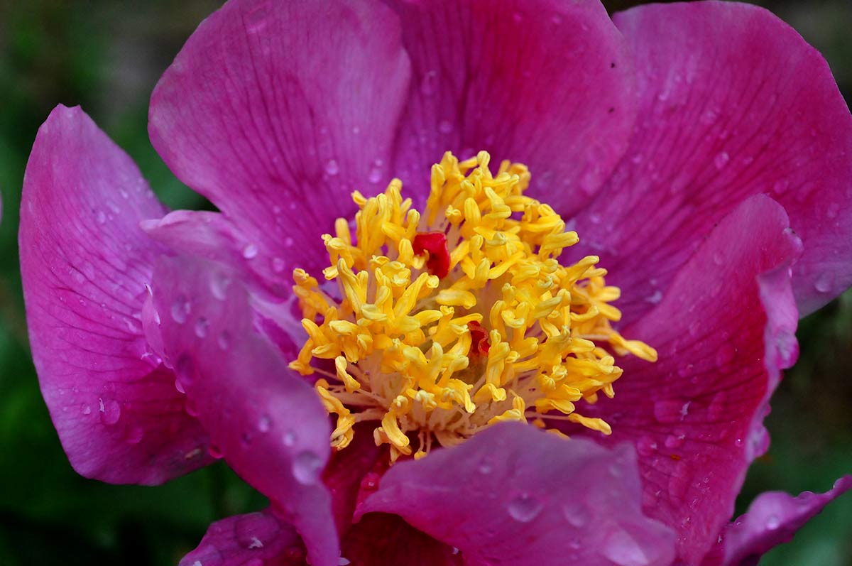 Peonia mediterránea, llamada Rosa de Cuaresma. Jardines y entornos naturales adquieren los colores que forman la iconografía de la Semana Santa. Morados, purpuras, rojos... La tradición tienen su origen en la naturaleza
