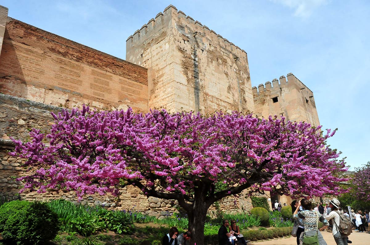 Árbol de Judas en la alcazaba de la Alhambra. Jardines y entornos naturales adquieren los colores que forman la iconografía de la Semana Santa. Morados, purpuras, rojos... La tradición tienen su origen en la naturaleza