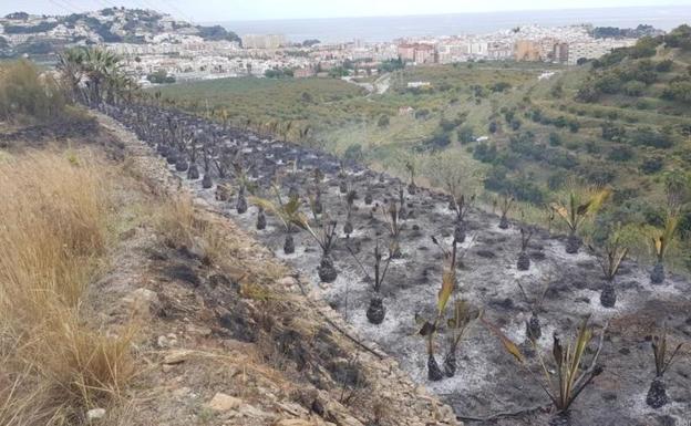 Así ha quedado el palmeral plantado en la finca que ha ardido en Almuñécar. 