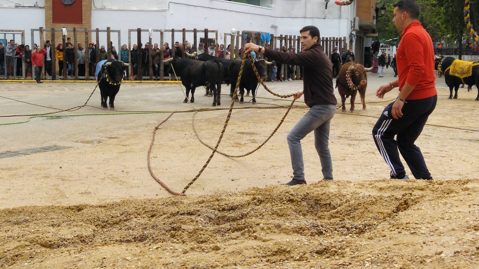 Beas de Segura cierra sus fiestas de los 'toros ensogaos' celebrando San Marcos. Ayer tuvo lugar el tercer y último desencajonamiento de este año