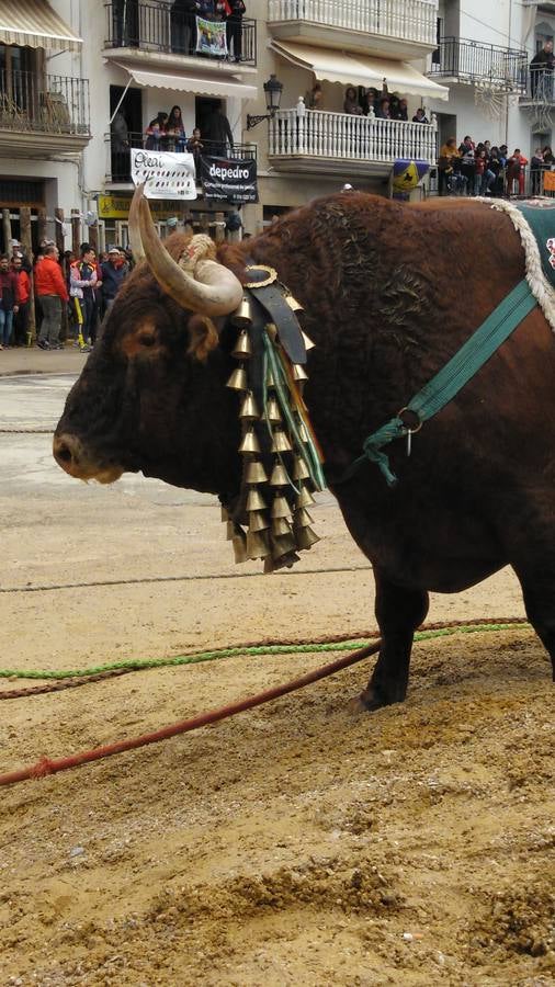 Beas de Segura cierra sus fiestas de los 'toros ensogaos' celebrando San Marcos. Ayer tuvo lugar el tercer y último desencajonamiento de este año