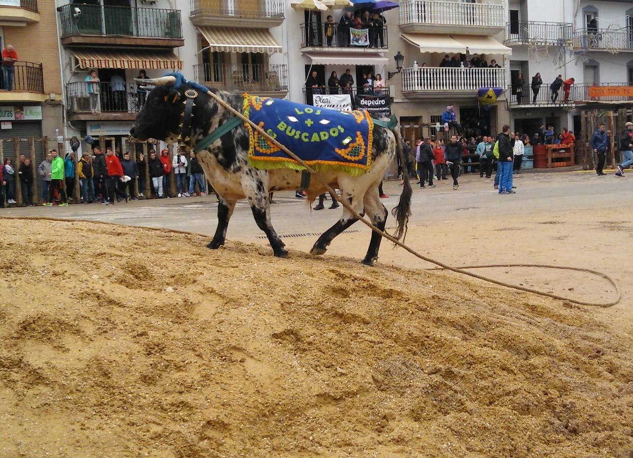 Beas de Segura cierra sus fiestas de los 'toros ensogaos' celebrando San Marcos. Ayer tuvo lugar el tercer y último desencajonamiento de este año