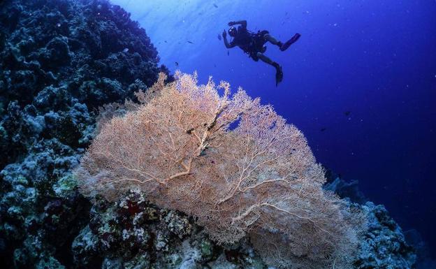 Un buzo nadando sobre un abanico de mar Gorgonian en un arrecife de coral en la reserva marina egipcia del Mar Rojo de Ras Mohamed.