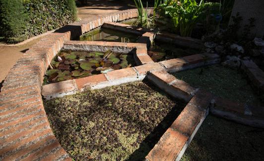 Las 10 plantas más sorprendentes del Jardín Botánico de Granada