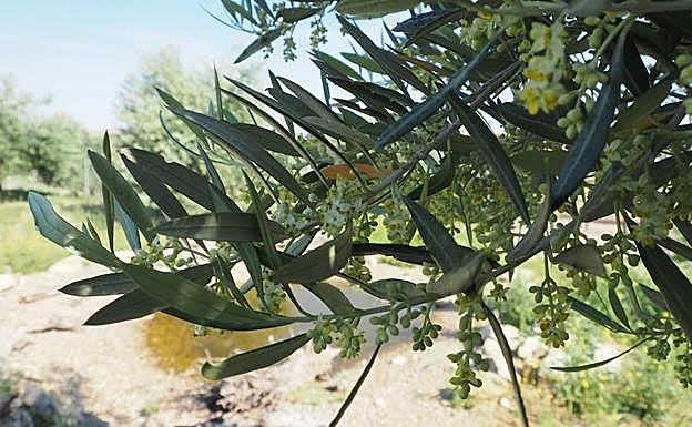 Rama de olivo cargada de flores hace pocos días. 
