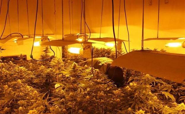 Intervienen casi 15.000 plantas de marihuana en abril en la provincia de Granada