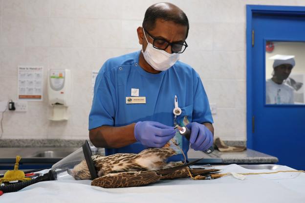 Un veterinario opera a un halcón anestesiado en un quirófano del hospital.