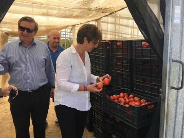 La candidata socialista a la Alcaldía de Almería, Adriana Valverde, visita un invernadero en la capital.