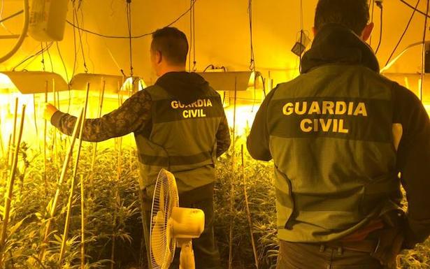 Desmantelan otra 'fábrica' de marihuana con 774 plantas en Lopera