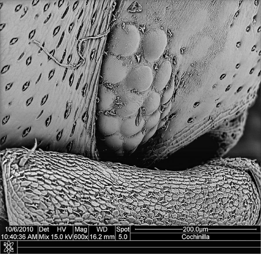 Armadillium cochinilla (detalle)