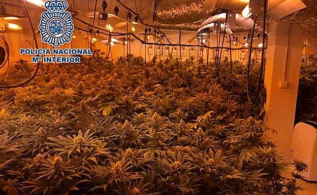 Marihuana en Granada: Dos detenidos y 742 plantas en una operación antidroga en Dúrcal