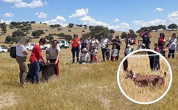 Suelta del lince Petunia en la finca Dehesa de las Yeguas en Vilches la semana pasada.
