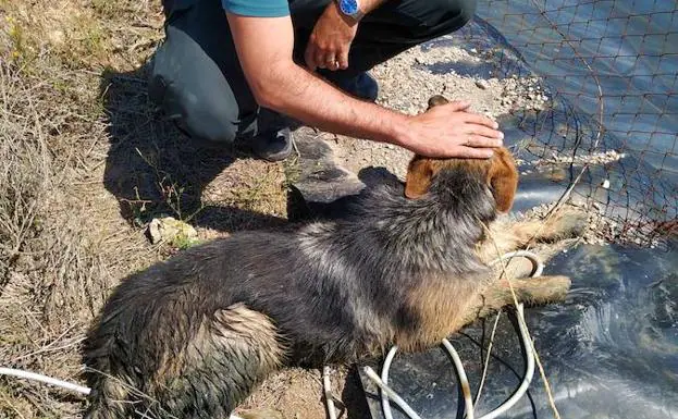 El animal rescatado tras pasar varios días en una balsa de Tabernas con poca agua. 