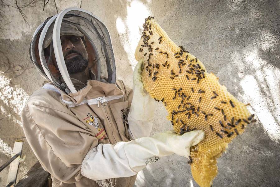 Las abejas ya habían picado a varios vecinos y había que sacar a los insectos de aquella zona