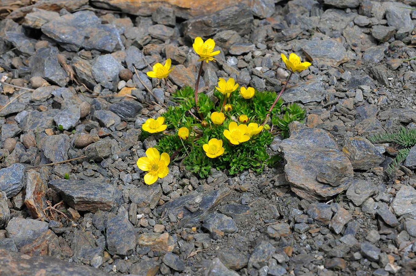 Botncillo de oro en los pedregales próximos al borreguil. Casi tres meses después que en el resto de la provincia de Granada, la primavera se abre paso en las altas cumbres, un periodo efímero en el que crecen las joyas botánicas nevadenses