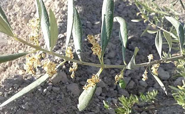 Ramas de olivo de secano en Fuerte del Rey. 