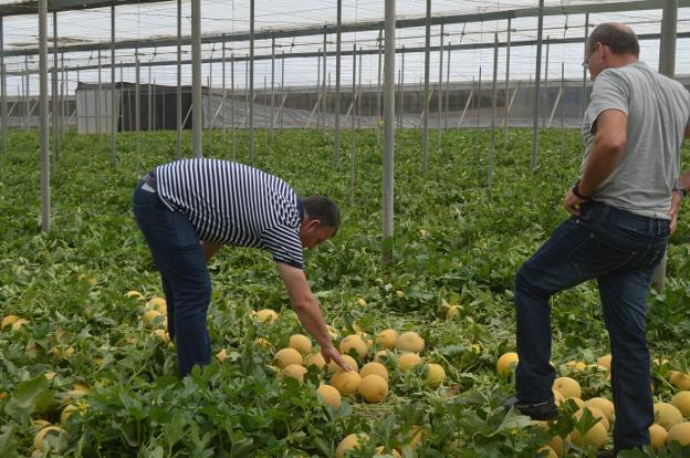 Dos profesionales del campo observan una partida de melón Galia cultivada bajo abrigo. 