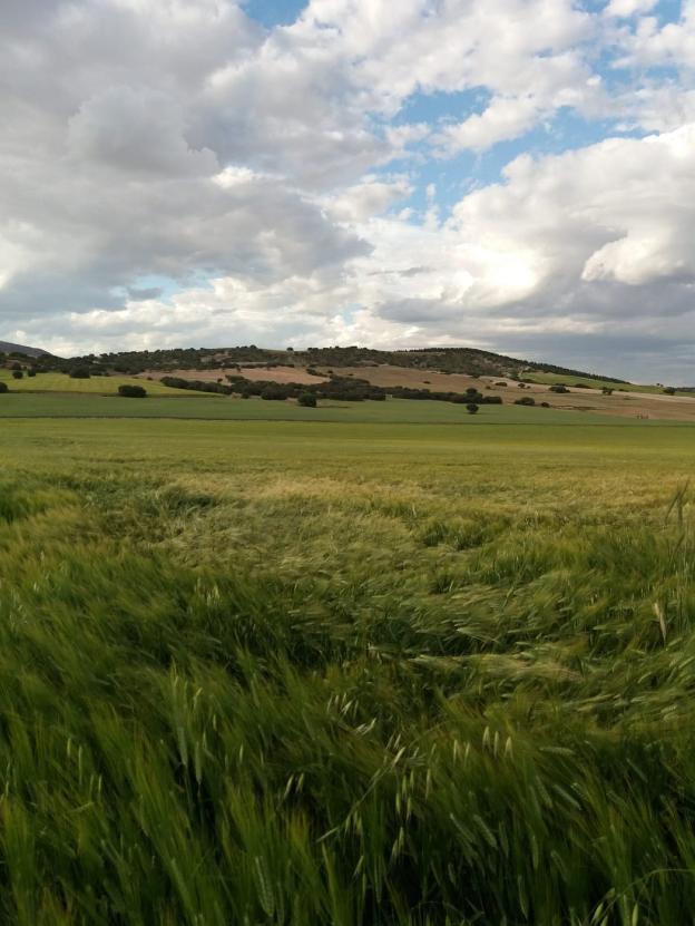 Campo de cereal en la comarca de Los Vélez.